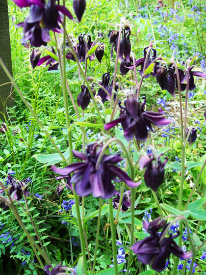 Purple Columbine